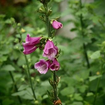 Digitalis purpurea