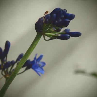 Agapanthus 'Windlebrook' - 