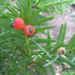 Taxus cuspidata  - If du Japon