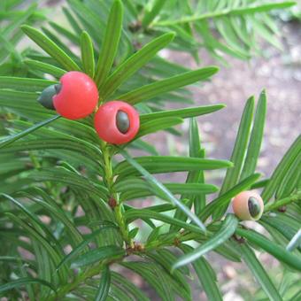 Taxus cuspidata