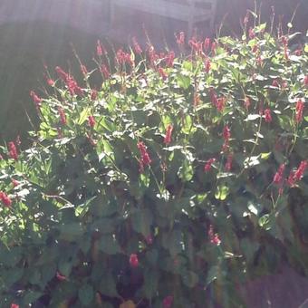 Persicaria amplexicaulis 'Red Baron'