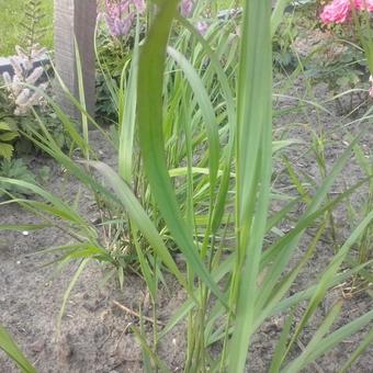 Panicum Virgatum 'Squaw'