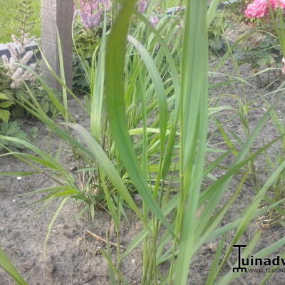 Panicum Virgatum 'Squaw'