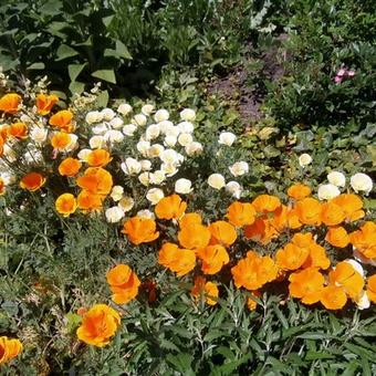 Eschscholzia californica