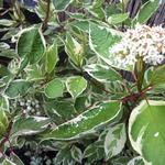 Cornus alba 'Elegantissima' - CORNOUILLER ARGENTÉ , CORNOUILLER PANACHÉ