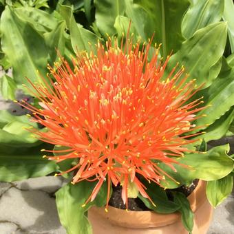 Scadoxus multiflorus subsp. katharinae