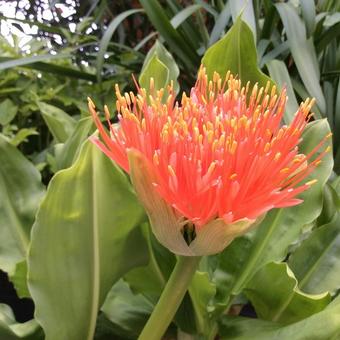 Scadoxus multiflorus subsp. katharinae