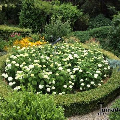 Hydrangea arborescens 'Annabelle' - Hydrangea arborescens 'Annabelle'