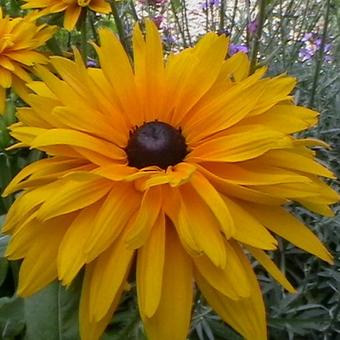 Rudbeckia hirta 'Moroccan Sun'