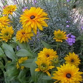 Rudbeckia hirta 'Moroccan Sun'