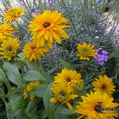 Rudbeckia hirta 'Moroccan Sun' - 