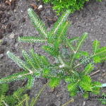 Abies koreana 'Silberlocke' - 