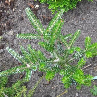 Abies koreana 'Silberlocke'