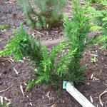 Chamaecyparis obtusa 'Draht' - 