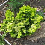 Chamaecyparis obtusa 'Nana Lutea' - 