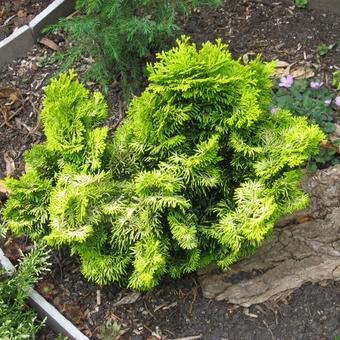 Chamaecyparis obtusa 'Nana Lutea'