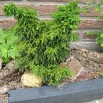 Cryptomeria japonica 'Yokohama' - 