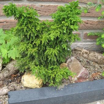 Cryptomeria japonica 'Yokohama'