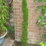 Cupressus Sempervirens 'Totem' - 