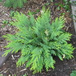 Chamaecyparis lawsoniana 'Sunkist' - 