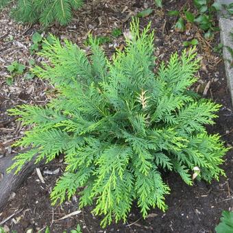 Chamaecyparis lawsoniana 'Sunkist'