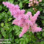 Astilbe x arendsii 'Ice Cream' - 