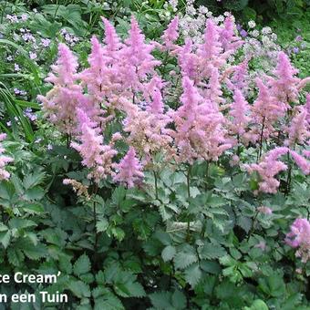 Astilbe x arendsii 'Ice Cream'