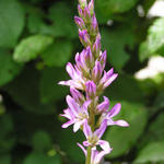 Francoa appendiculata - 