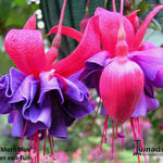 Fuchsia 'Moth Blue' - 