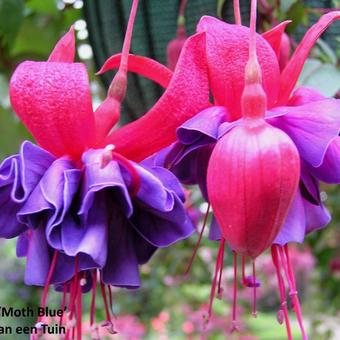 Fuchsia 'Moth Blue'