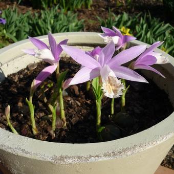 Pleione formosana