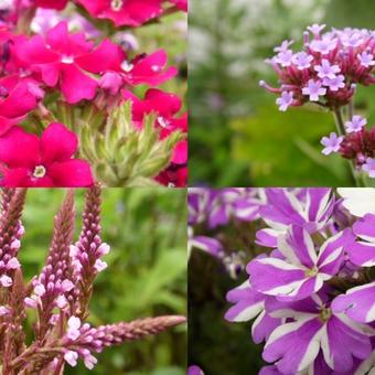 Verbena