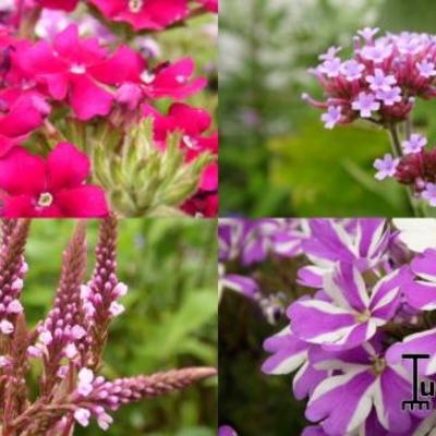 Verbena - 