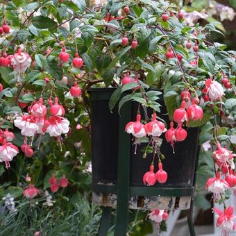 Fuchsia 'Swingtime'