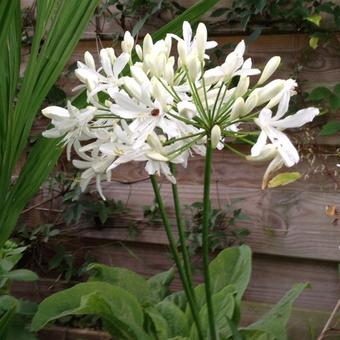 Agapanthus 'Bianca Perla'