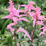 Astilbe x arendsii 'Lollipop' - 