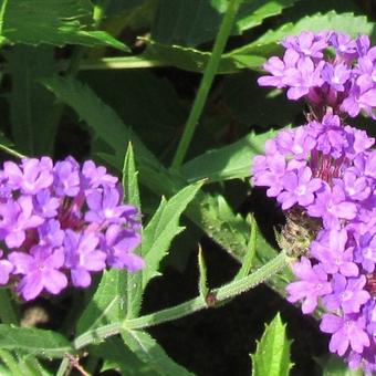 Verbena rigida