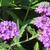 Verbena rigida