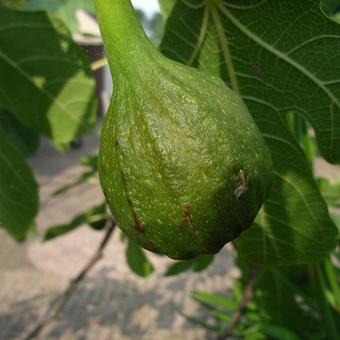 Ficus carica 'Brown Turkey'