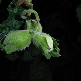 Corylus avellana 'Contorta'