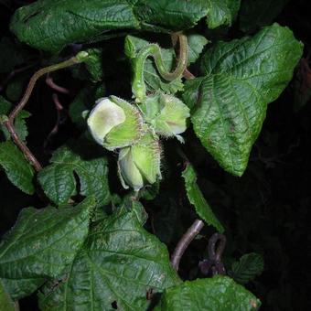 Corylus avellana 'Contorta'