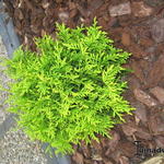 Thuja occidentalis 'Mr. Bowling Ball' - Thuja occidentalis 'Mr. Bowling Ball'