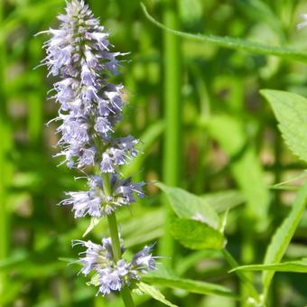 Agastache 'Blue Fortune'