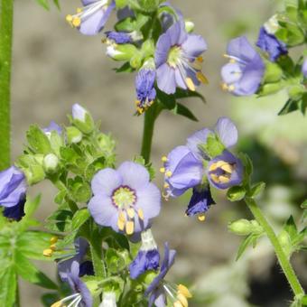 Polemonium caeruleum