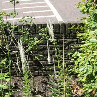 Veronicastrum virginicum 'Album'