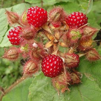 Rubus phoenicolasius