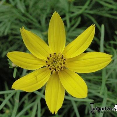 Coreopsis verticillata - Coreopsis verticillata