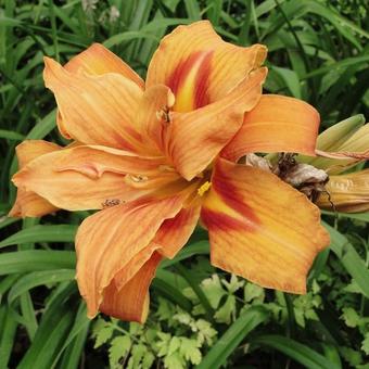 Hemerocallis (oranje varieteiten)