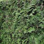 Thuja plicata 'Excelsa' - 