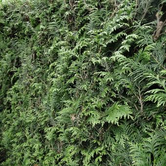 Thuja plicata 'Excelsa'